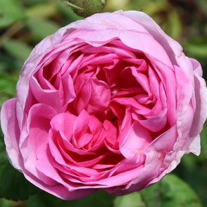 Rose foncé - rosiers centifolia (Provence)